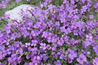 /album/wildflowers/aubrieta-deltoidea-1-jpg/